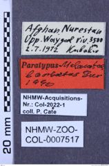 Etiketten zu Melanotus barbatus (NHMW-ZOO-COL-0007517)